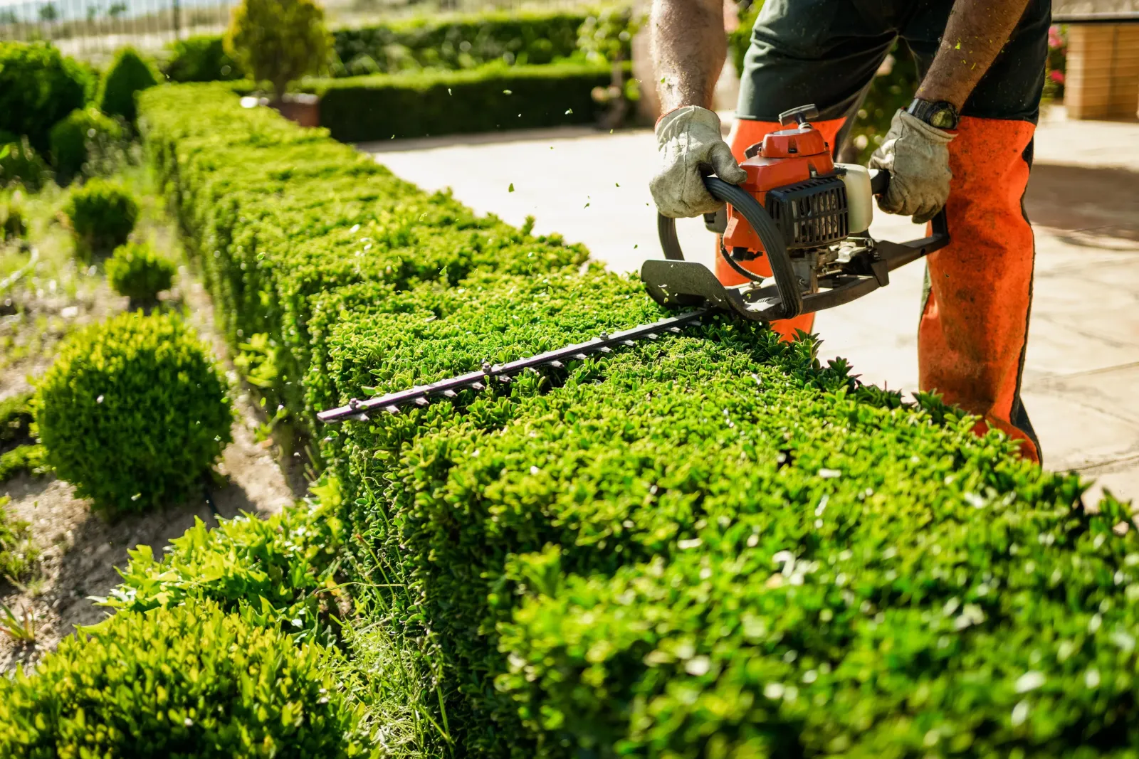 Landscaping contractor works on a shrub with a trimmer.