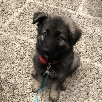 Nyx the Team Mascot. Projul team mascot